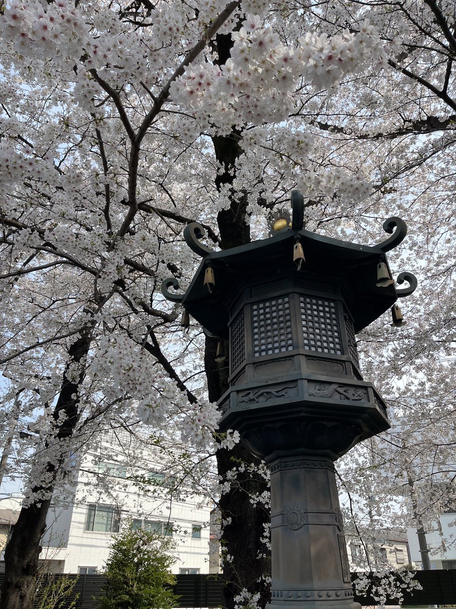 Hope yall are having a great spring!

Some simple snaps from the one nice day we had during cherry blossom bloom season.