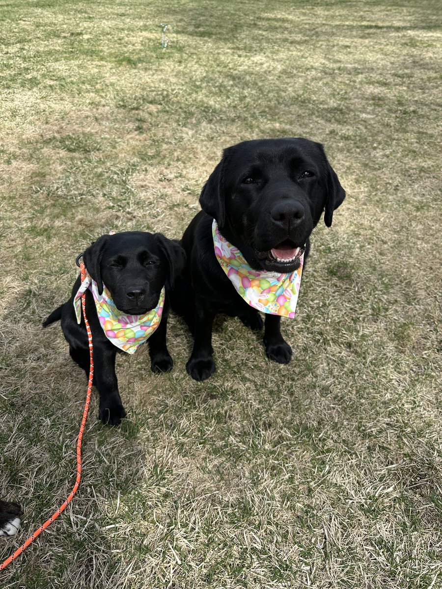 Happy Good Friday and Easter 🐣 weekend everypawdy! 💛🩵💚💙#rileywillowmollie #GoodFriday #Easter #mutt #blacklabs #dogsoftwitter #puppiesoftwitter