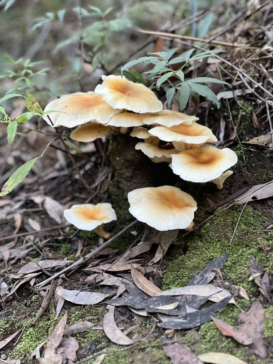 They can look so delicious but wouldn’t serve any of these for lunch! Which one is the odd one out?