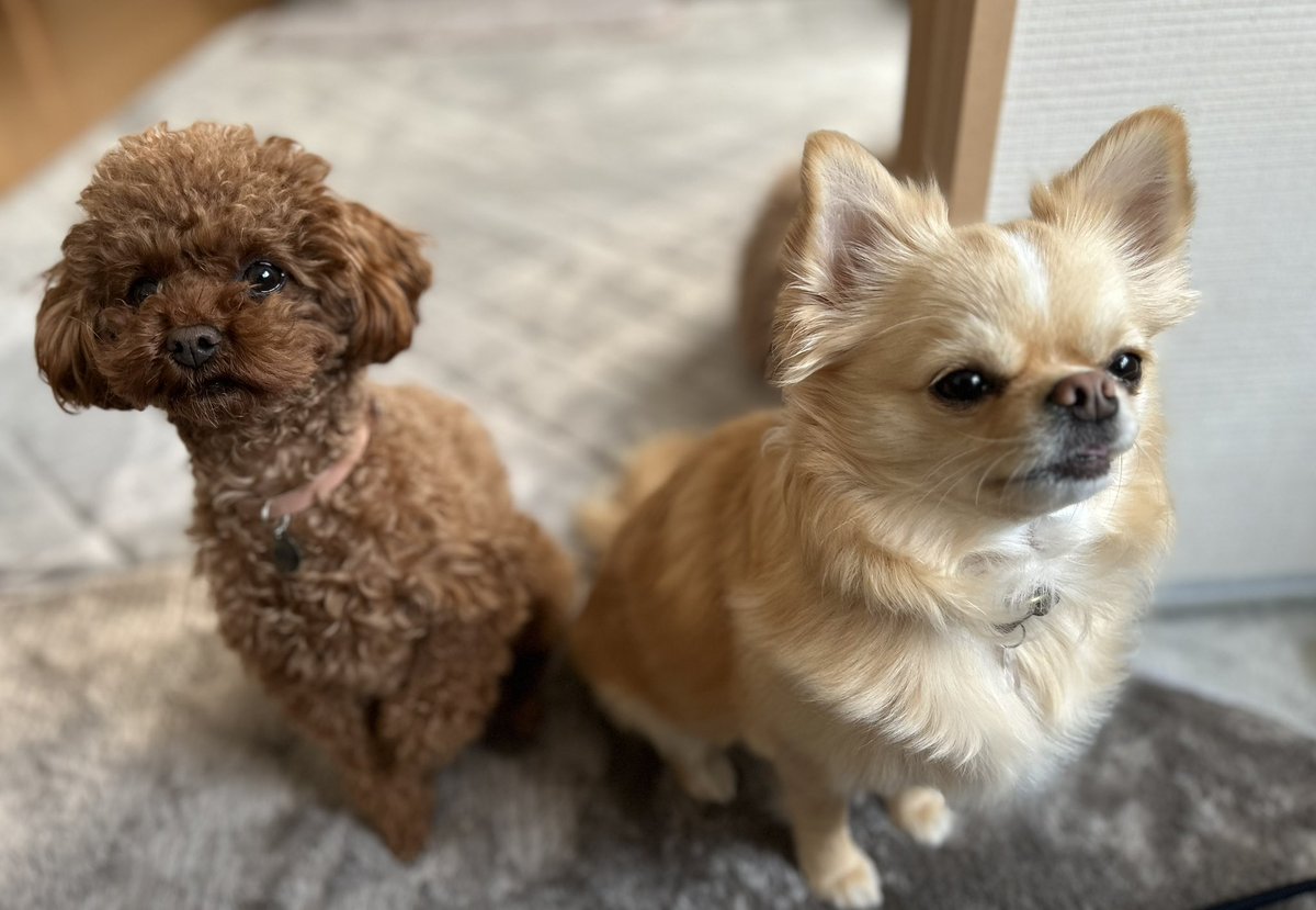 元気にやっていますよ♪
あまりわからないけど、🐶の体重が100g減りましたよ✌︎