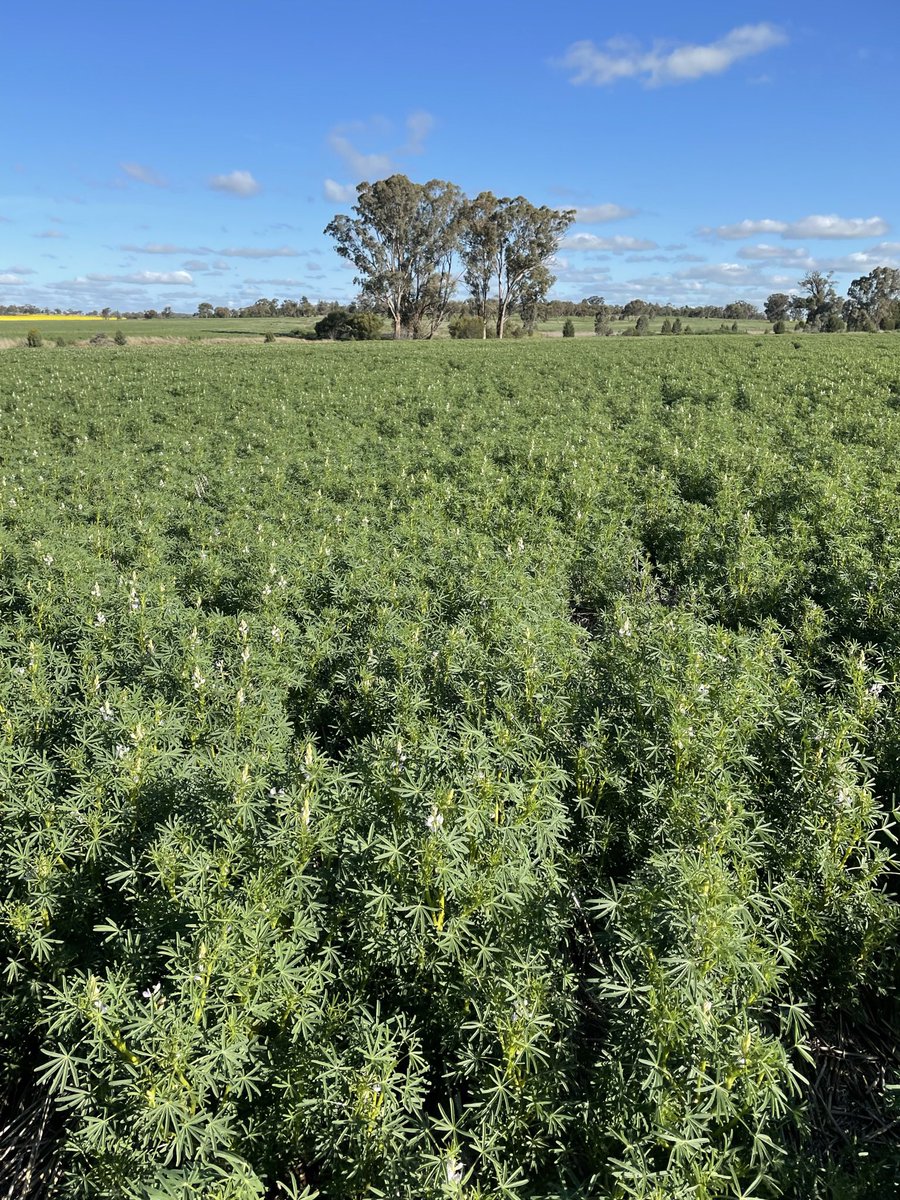 Chris Bell tweet media