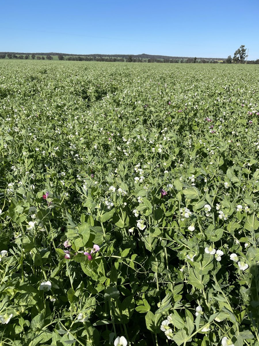 Chris Bell tweet media