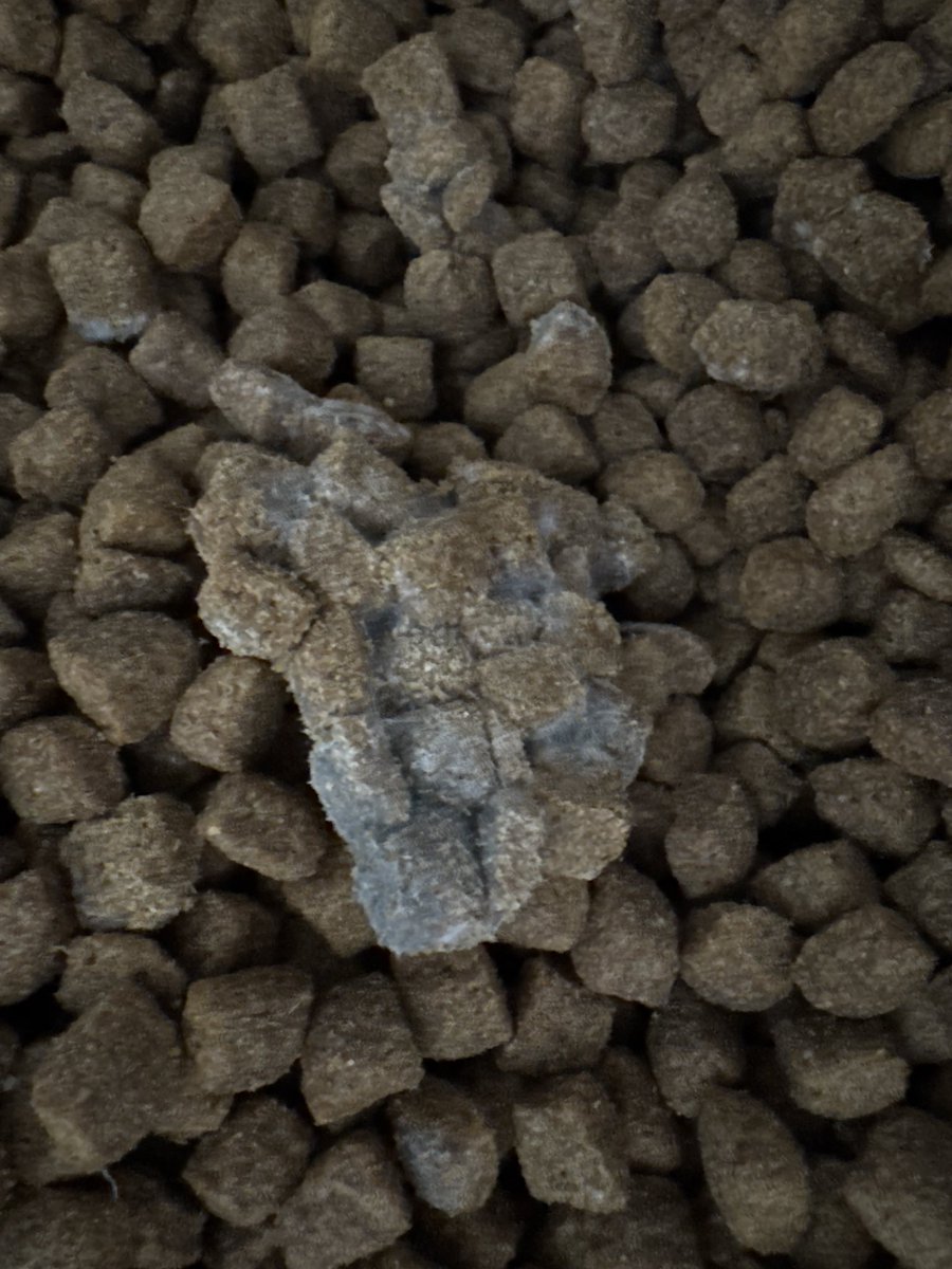 FrustrationU's tweet photo. ‼️ DOG OWNERS ‼️
We just found mold in Retriever Adult Performance dog food from Tractor Supply.
Do NOT feed this to your dogs — it’s unsafe.
Check your bags and share this post to warn others. @TractorSupply 
#DogFoodWarning #RetrieverDogFood #PetSafety #TSC https://t.co/Hz5v4WtBjK