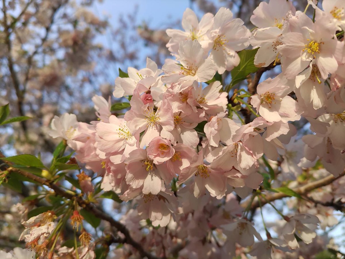 _chikaumi's tweet photo. @tooyama_koharu 遅くなりました！夕方頃の桜です🌸
よろしくお願いします！ https://t.co/1TWN6bLcH3