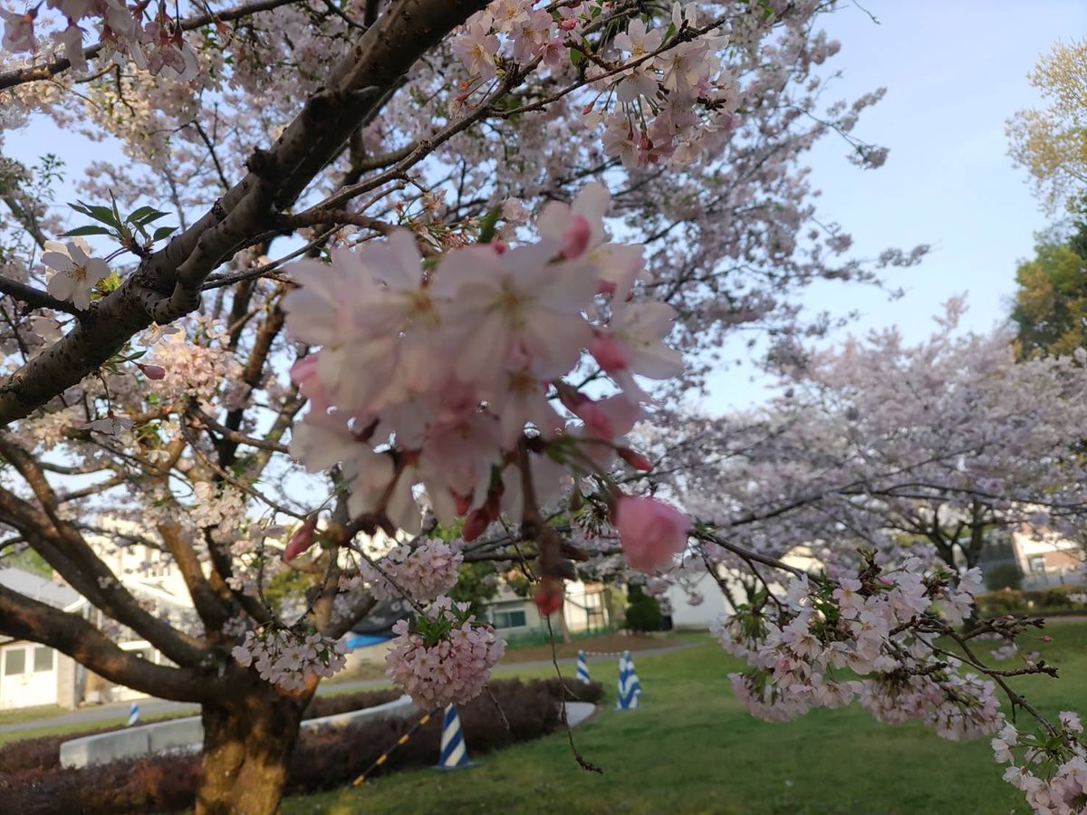 _chikaumi's tweet photo. @tooyama_koharu 遅くなりました！夕方頃の桜です🌸
よろしくお願いします！ https://t.co/1TWN6bLcH3