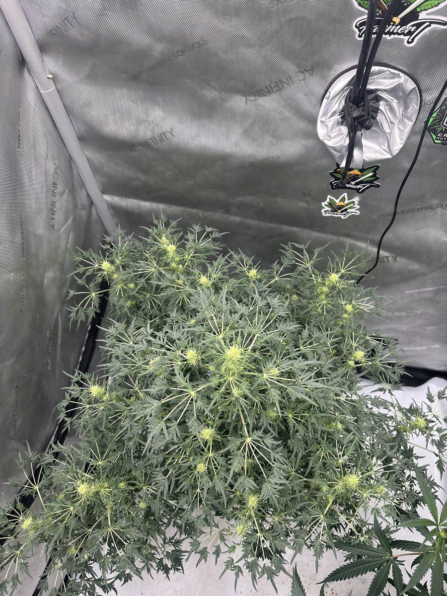 Supafreak reg from <a href="/hielevationseed/">Hi-Elevation Genetics</a> on week 3 of flower… think it might be a quick one lol