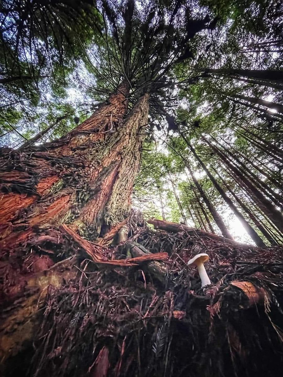 Tall and small In symbiotic harmony's,🌲
#SaturdayVibes