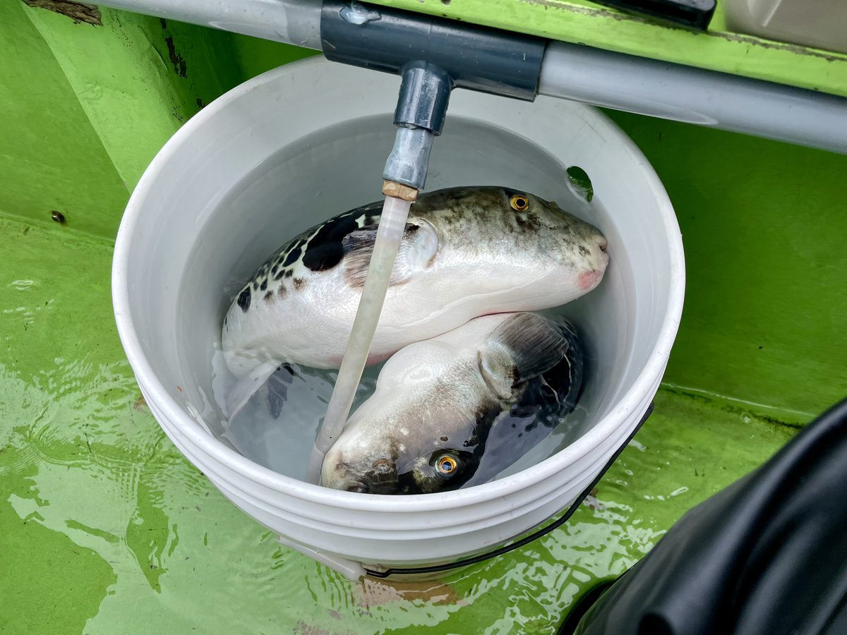 tsuritengu's tweet image. タイミング合わず行けなかった、ジャンボトラフグ釣りにやっと行けました✨
4打数2安打！白子もゲットできて、ご機嫌♪