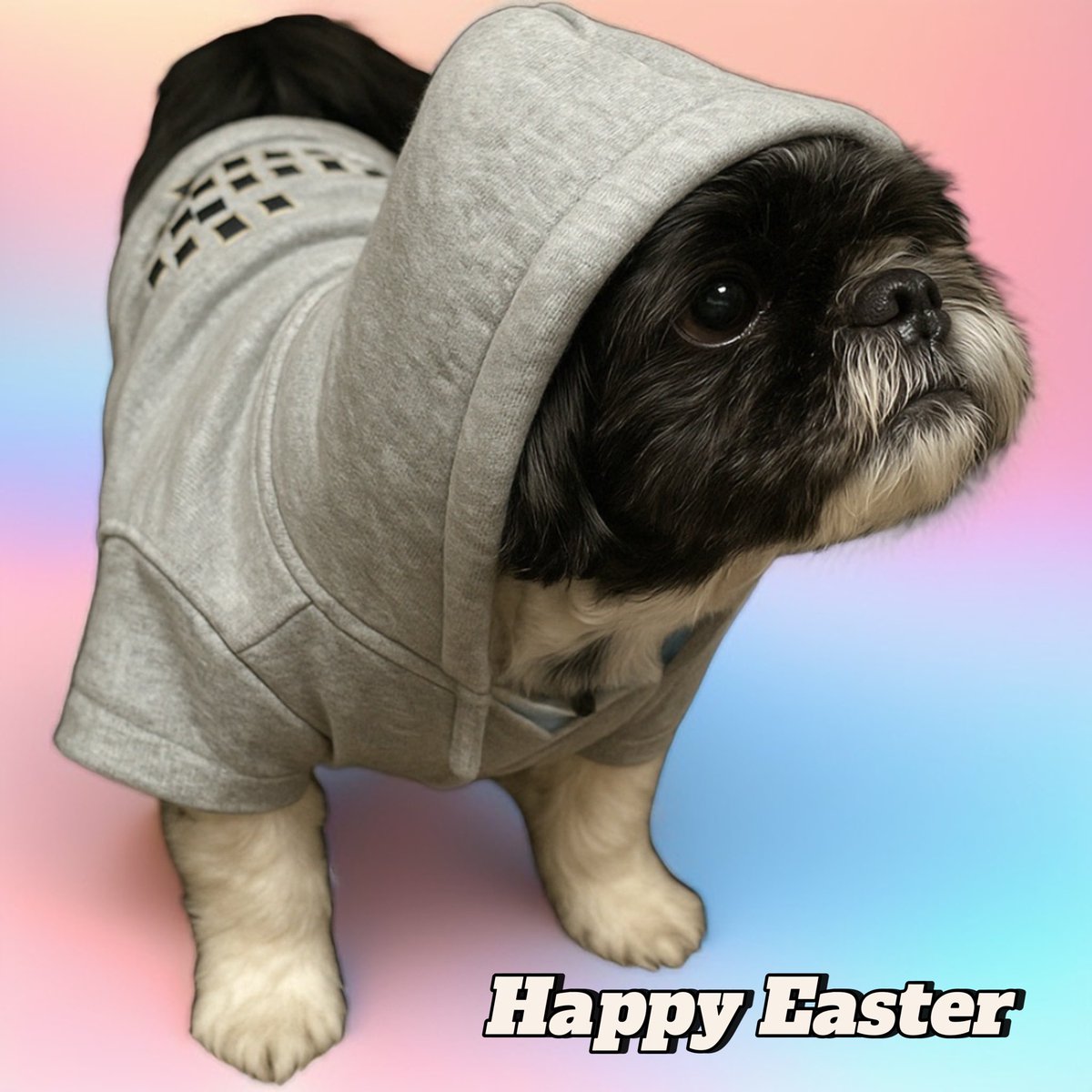 Happy Easter from the Benji Crew!
Whether you’re hunting eggs or hunting dips, we’re wishing you peace, blessings, and maybe a surprise pump or two.
This project isn’t just about charts—it’s about community, purpose, and pushing through together.
Let’s rise stronger—just like
