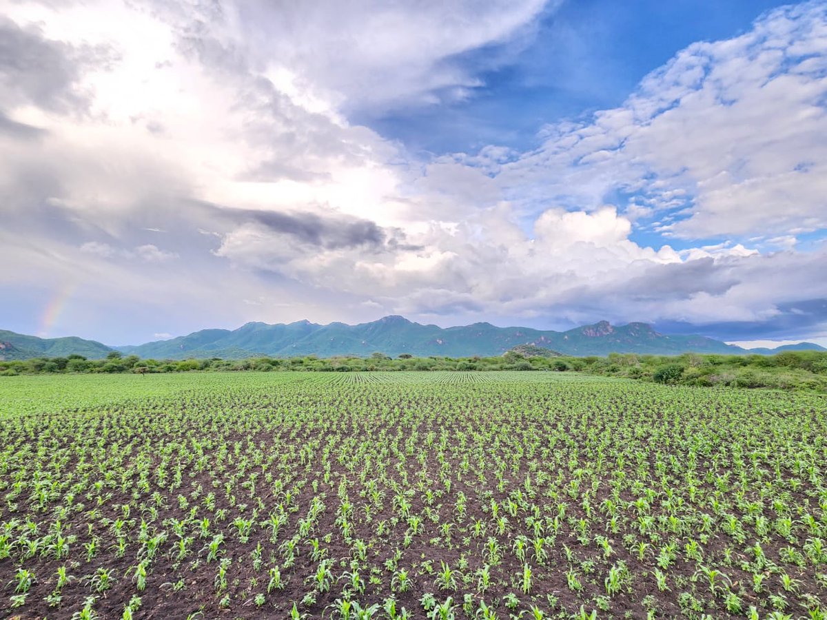 This farm is for every child who dreams, every mother who hopes, and every youth in Wajir who refuses to give up. A reminder that even in the driest lands, life can grow. Thank you for believing , the harvest is coming.

📍BUTE-WAJIR NORTH