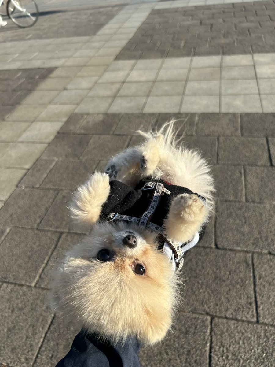 candy_may05's tweet photo. ９年の信頼絶大過ぎる。
#ポメラニアンのいる暮らし https://t.co/VPfqXhymK2