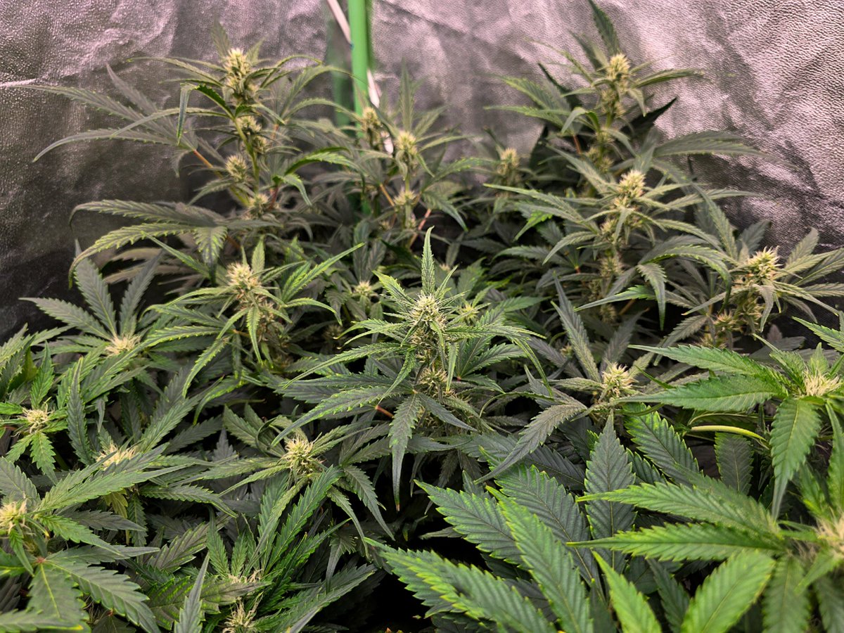 stealthmode204's tweet photo. Day 42 -  kiwi testers got a bit sensitive so made adjustments
L- Kiwi Lime 1🥝🍋‍🟩   R- Super Kiwi Haze 🍊🥝🍋‍🟩

#remonutrients #growtent #homegrow #autoflowers #cannabis #cannabiscommunity #microgrowery #indoorgrow #showyourgrow #mephistogenetics #mephtesters #kiwilime https://t.co/6qAAfwgd6f