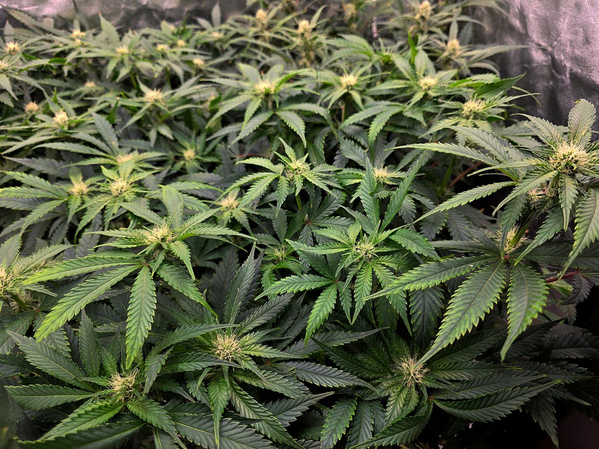 stealthmode204's tweet photo. Day 42 -  kiwi testers got a bit sensitive so made adjustments
L- Kiwi Lime 1🥝🍋‍🟩   R- Super Kiwi Haze 🍊🥝🍋‍🟩

#remonutrients #growtent #homegrow #autoflowers #cannabis #cannabiscommunity #microgrowery #indoorgrow #showyourgrow #mephistogenetics #mephtesters #kiwilime https://t.co/6qAAfwgd6f