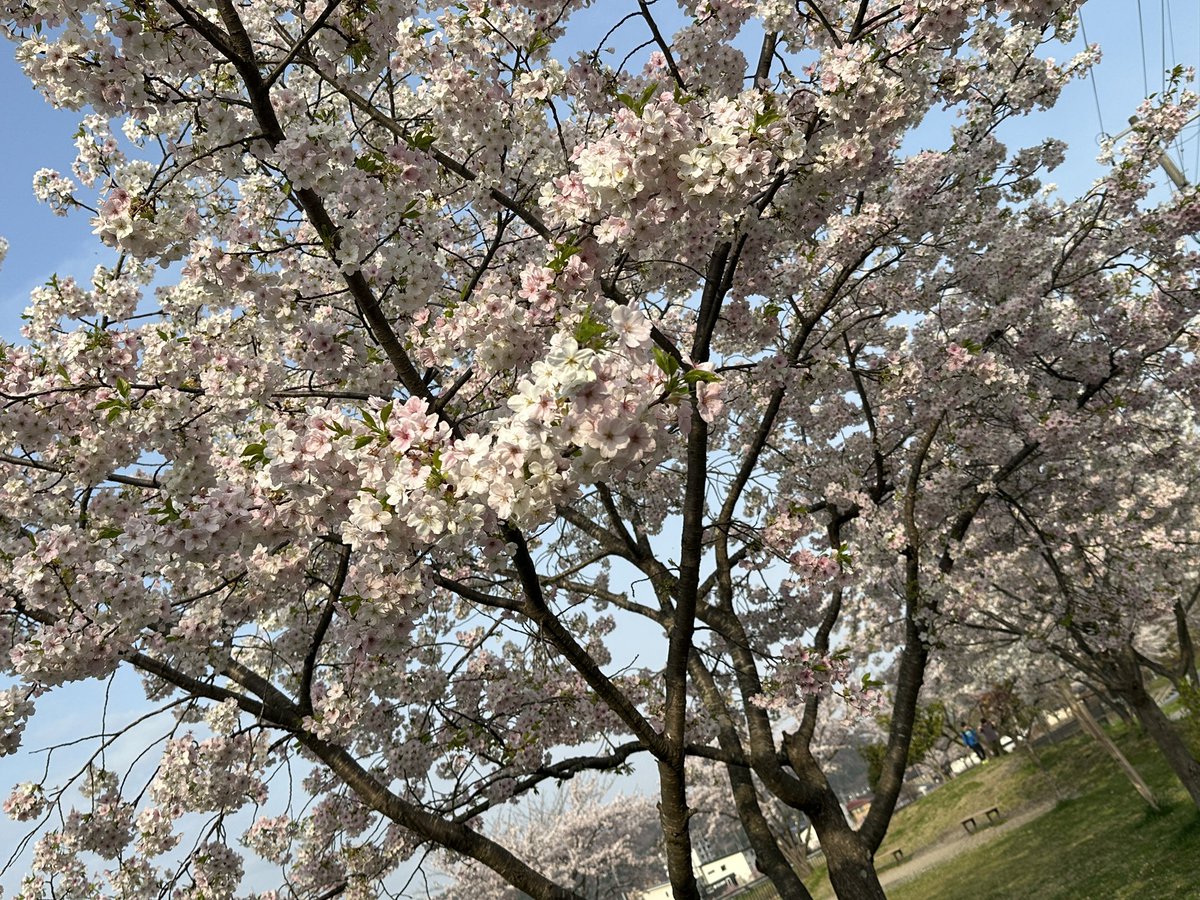 emitouran's tweet photo. 試験会場の自習室で桜子先生のトライアングルサラッと、総復習

社会福祉、やっつけるぞー！

もういい加減受かりたい

腰が悲鳴あげてるから、はよ帰りたい https://t.co/EQLmYh1LLv