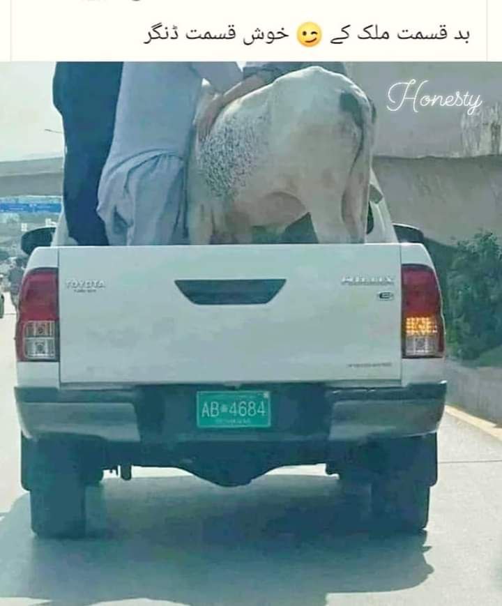 ڈنگر دوپایہ بھی ہوتے ہیں اور چوپایہ بھی ،دوپایہ ڈنگر کا ڈنگر بڑے خونخوار ہوتے ہیں ۔