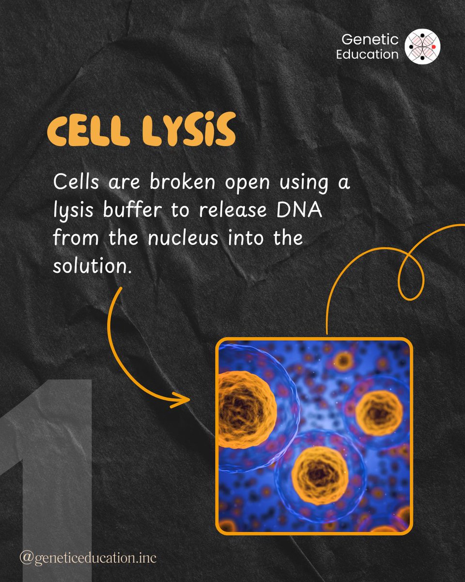 GeneticEdu's tweet photo. How do we extract DNA?
Swipe to see the basic steps! 🧬
#DNAExtraction #Genetics #LabBasics https://t.co/XDciiKApM5