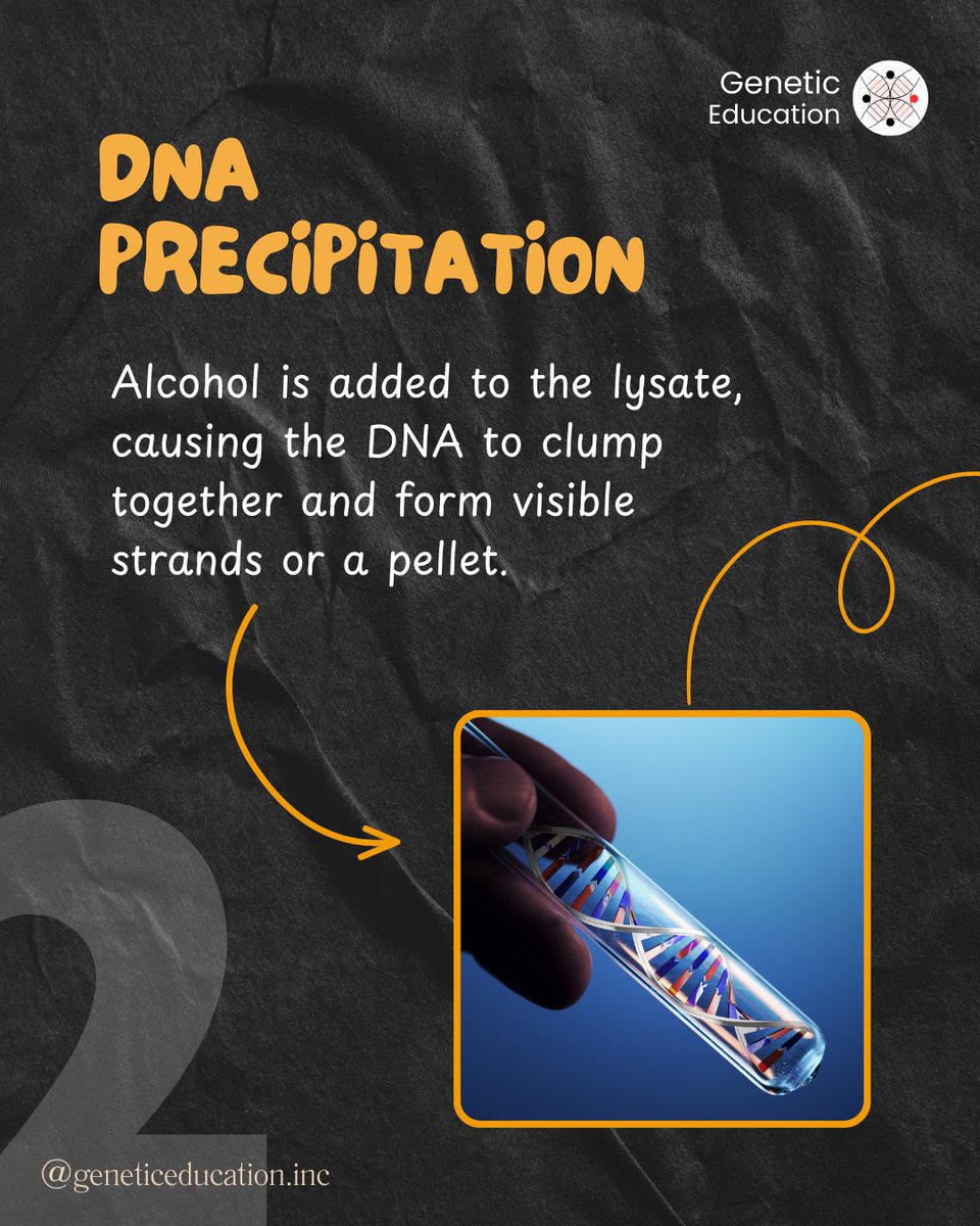 GeneticEdu's tweet photo. How do we extract DNA?
Swipe to see the basic steps! 🧬
#DNAExtraction #Genetics #LabBasics https://t.co/XDciiKApM5