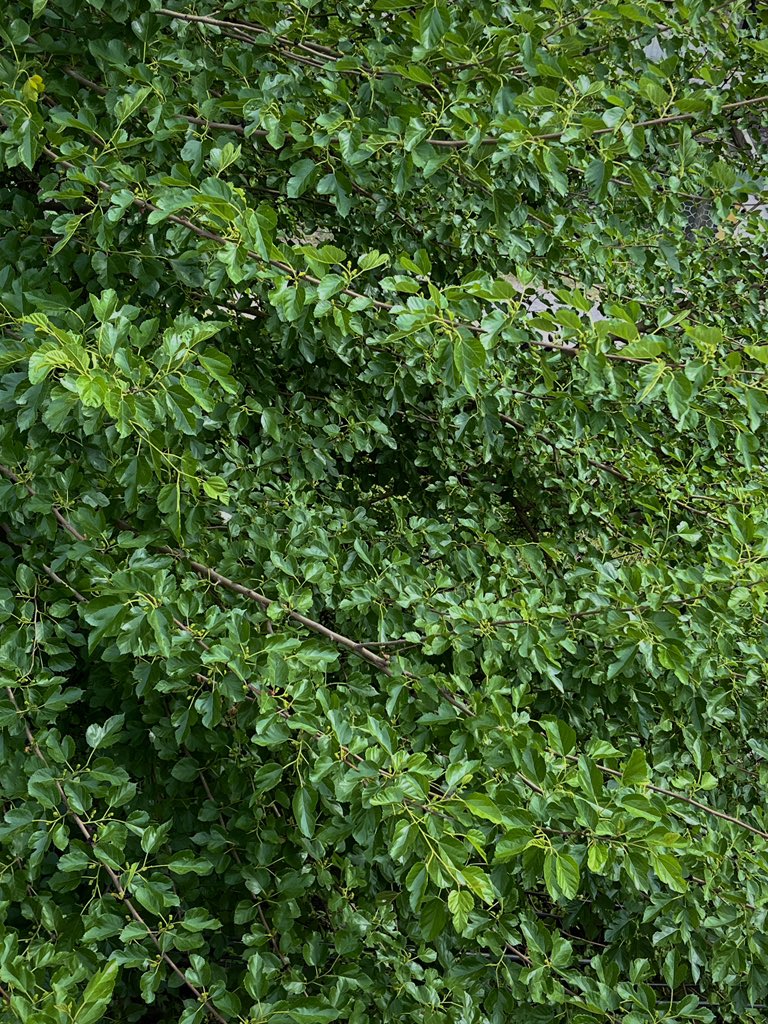 Firdaus0688's tweet image. Drop something Green from your gallery!