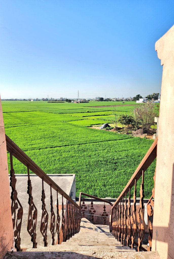 lavdeep's tweet image. Drop something green 💚 from your gallery 📸 #Pind #Punjab