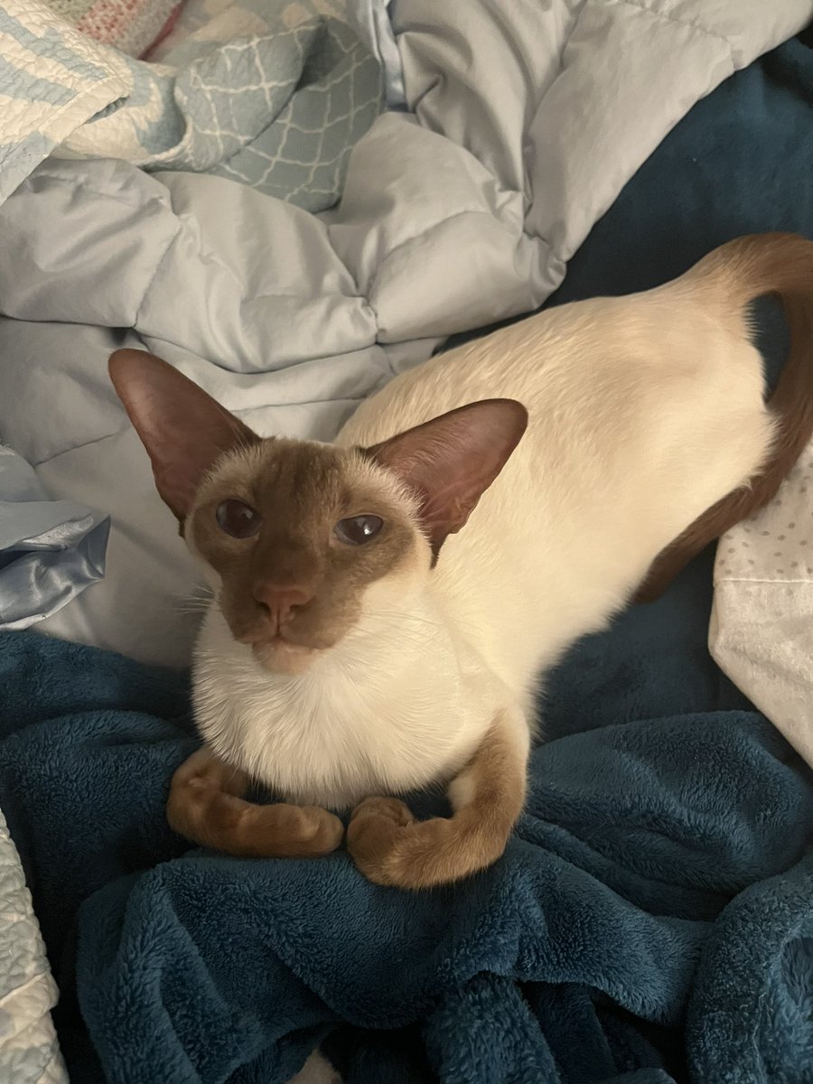 Celeste is animating! tweet media