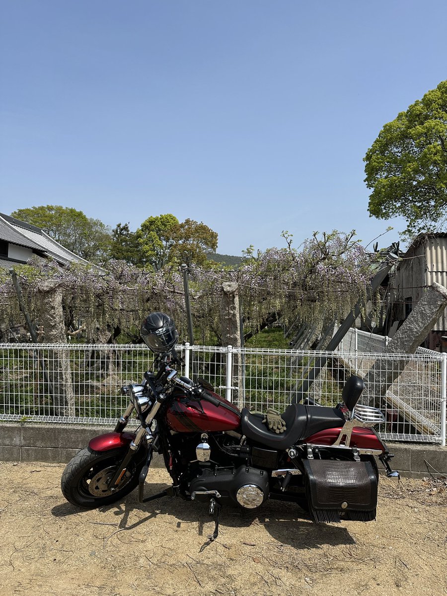 gakuchan0212's tweet photo. 暑い!夏です!革ジャン無理💦
天気いいのでバビューンとうどん県まで #釜玉うどん 食べに来ました。
ついでに近くの #岩田神社 で #藤まつり をやってたのでふらっとお邪魔しました。
#おっさんの休日 #手打麺や大島 #ハーレーダビッドソン #FXDF #FATBOB https://t.co/soT4LzaG0J