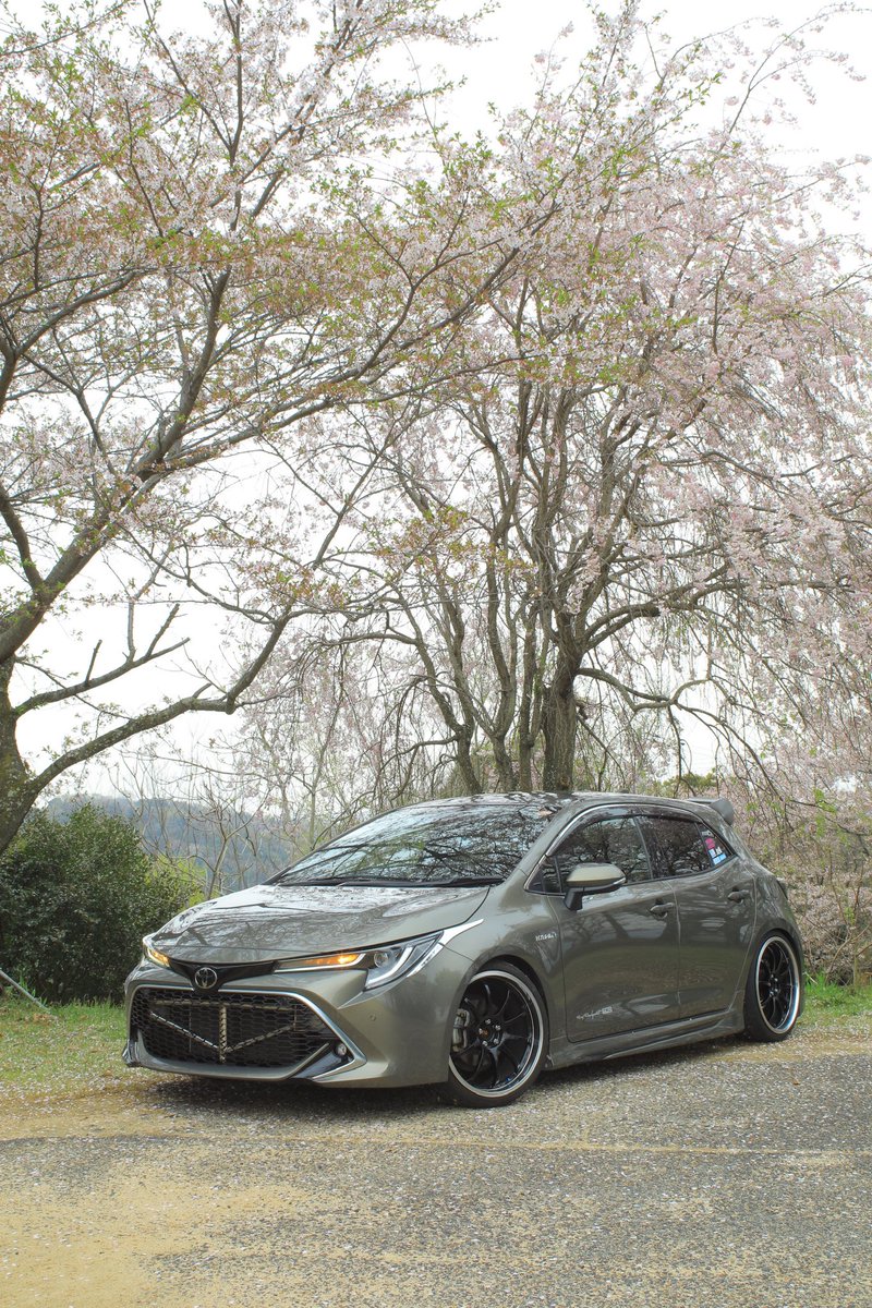 Ryucha666's tweet photo. 桜も散り始めてた、、来年はもっとええ写真撮りたい。 https://t.co/krCCvR5oQ9