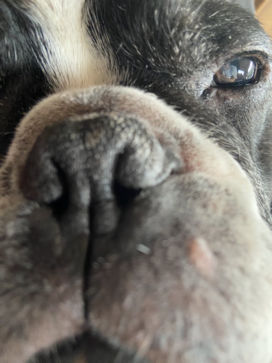 Happy 10th birthday Leroy! ❤️