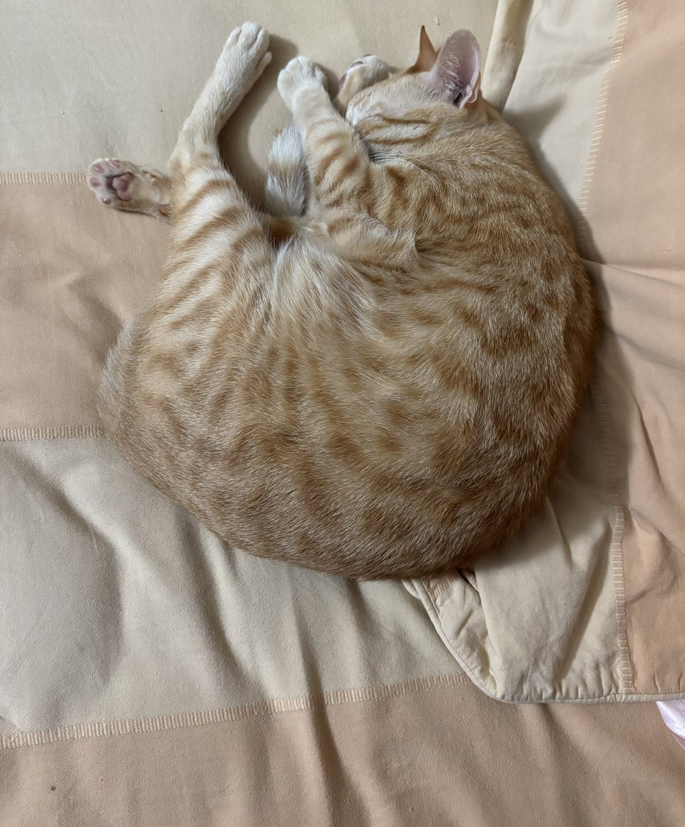 who_nisha's tweet image. How some ‘people’ stay blissful in life!
#RioVersion “Unbothered, moisturised, happy, in his lane, focussed, flourishing” types 😂