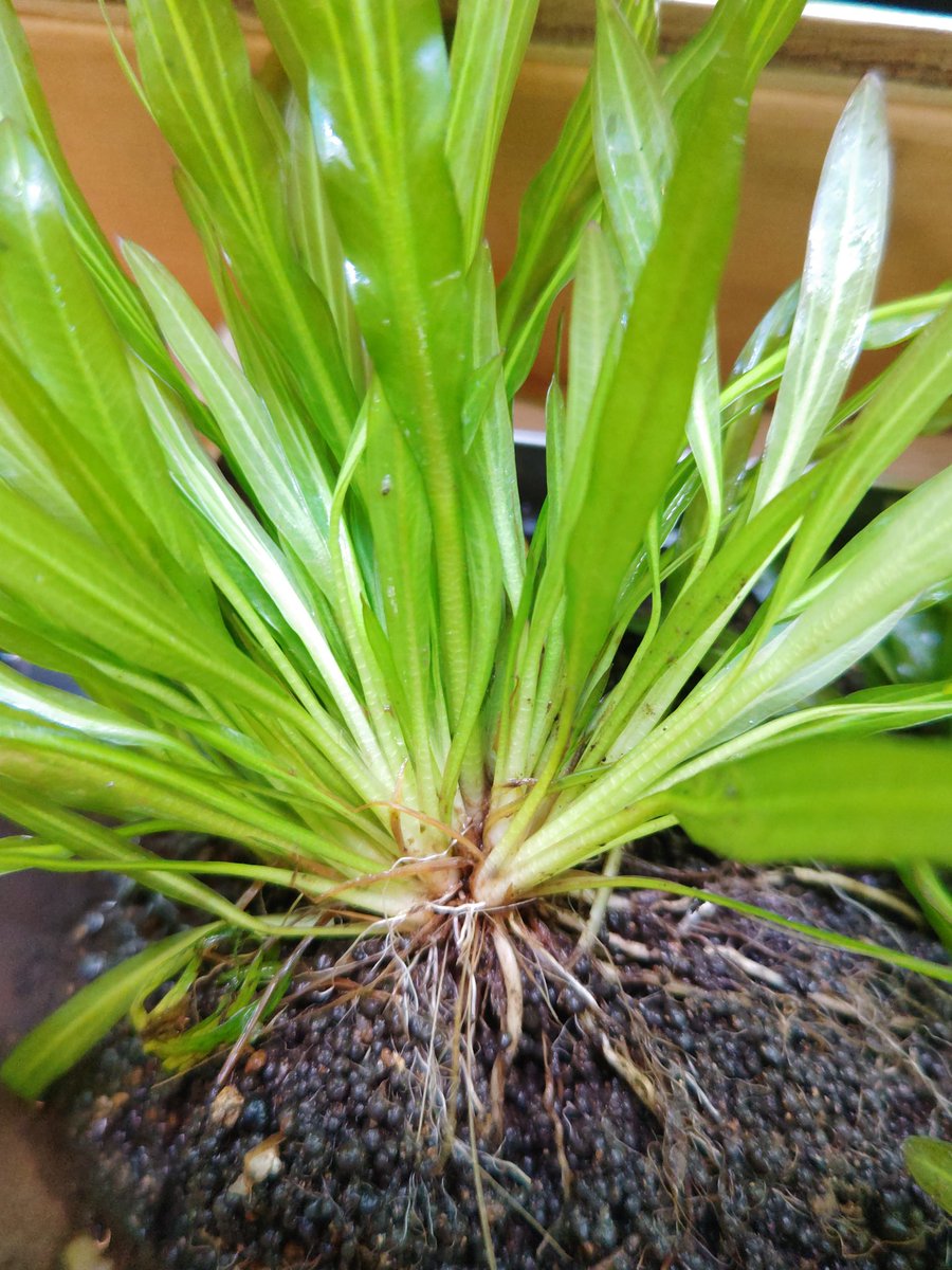 まさ (@masa_1552) / Posts / X