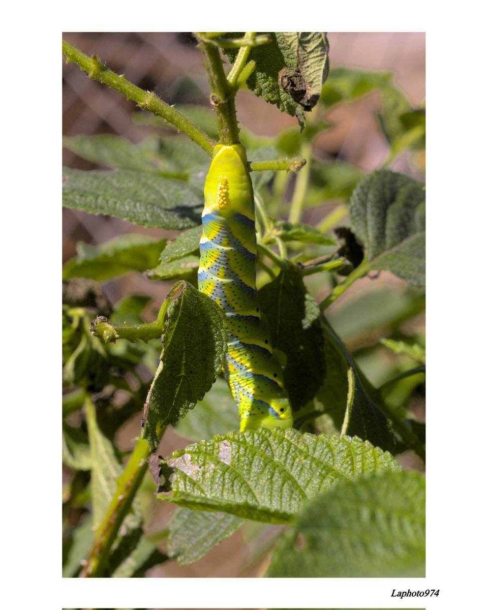 lebretonf22's tweet photo. La fameuse Chenille 🐛 Galabert 🇷🇪📷
#beauty #beautiful #photography #photo #photooftheday #photographylovers #nature #naturephotography #naturelovers #naturelover #fyp #foryou #foryoupage #pourtoi #canon #canonphotographer #iledelareunion #reunionisland #ileintense #team974 https://t.co/eL4DHw2qkk