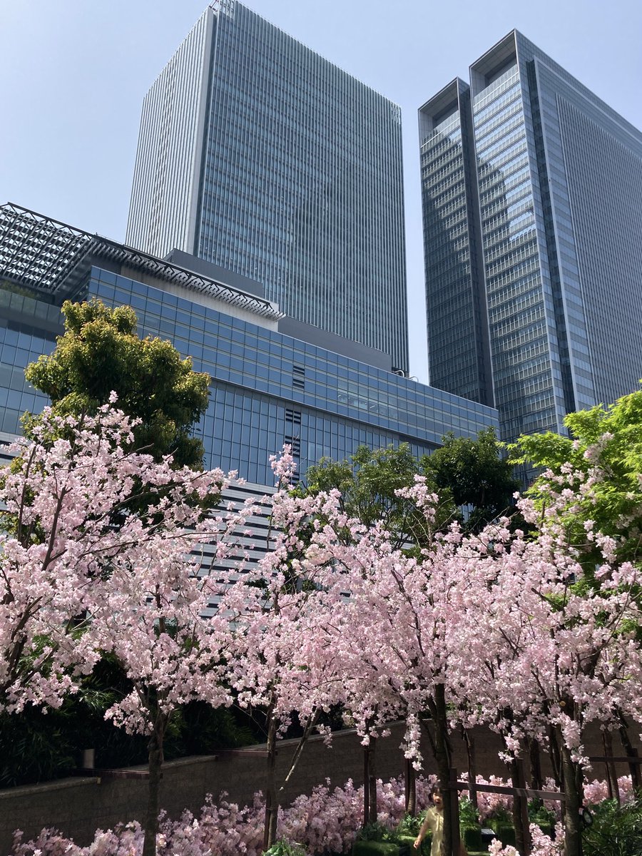 ugachanblog's tweet image. こんにちは😊
桜の季節も終わり、暑くなりました
現在名古屋は28度くらい
春短く夏日🥵 気温差大きいので
お身体に気をつけてお過ごしください
美容院帰りに名駅へ
大名古屋ビルヂング寄ったら
なんと桜🌸が 造花なんですけど😅
青空とマッチしてこれはこれで綺麗でした
5月6日まで
簿記勉やります