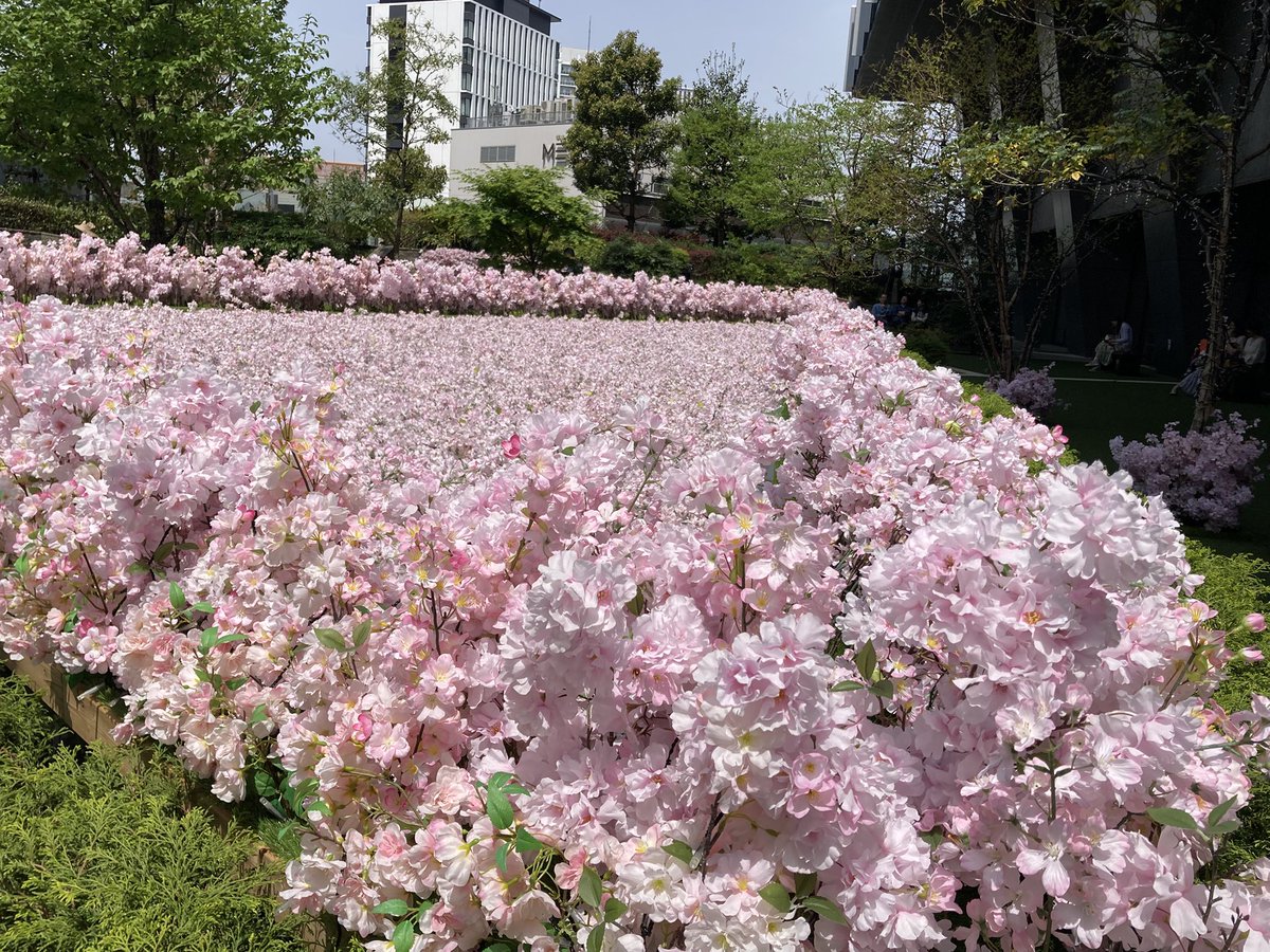 ugachanblog's tweet image. こんにちは😊
桜の季節も終わり、暑くなりました
現在名古屋は28度くらい
春短く夏日🥵 気温差大きいので
お身体に気をつけてお過ごしください
美容院帰りに名駅へ
大名古屋ビルヂング寄ったら
なんと桜🌸が 造花なんですけど😅
青空とマッチしてこれはこれで綺麗でした
5月6日まで
簿記勉やります