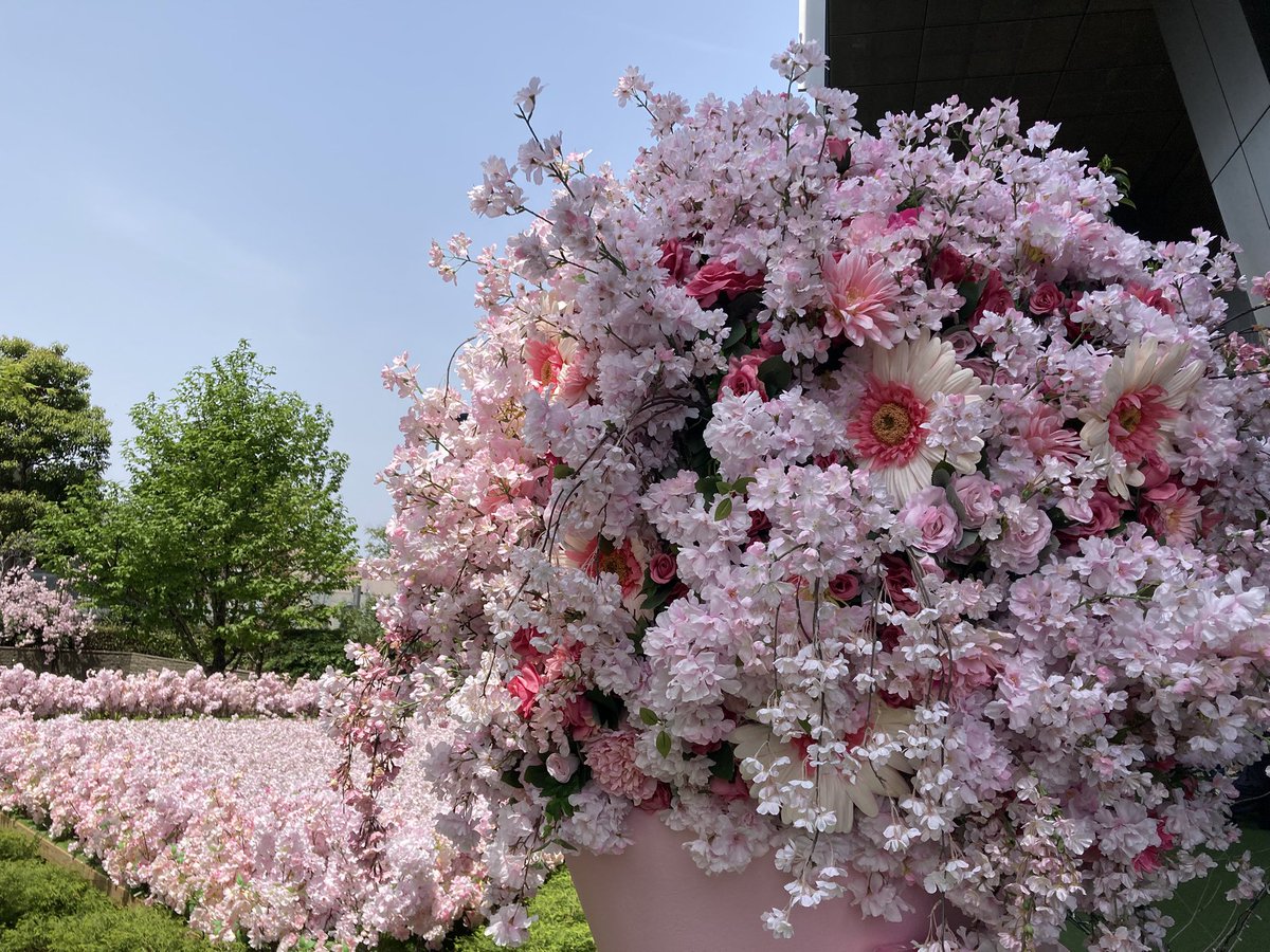 ugachanblog's tweet image. こんにちは😊
桜の季節も終わり、暑くなりました
現在名古屋は28度くらい
春短く夏日🥵 気温差大きいので
お身体に気をつけてお過ごしください
美容院帰りに名駅へ
大名古屋ビルヂング寄ったら
なんと桜🌸が 造花なんですけど😅
青空とマッチしてこれはこれで綺麗でした
5月6日まで
簿記勉やります