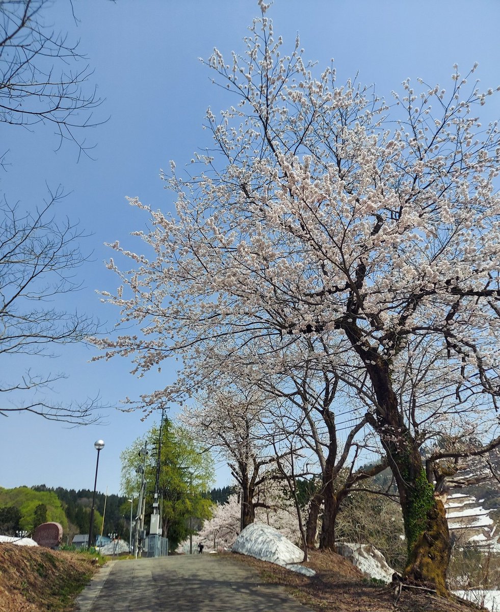 山古志住民会議 ┃竹内春華🎏【Nishikigoi NFT🇯🇵】 tweet media