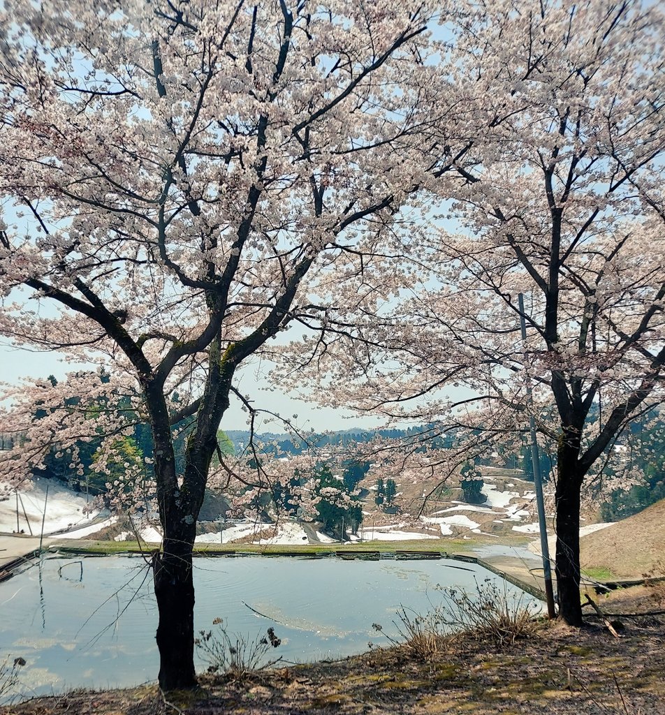山古志住民会議 ┃竹内春華🎏【Nishikigoi NFT🇯🇵】 tweet media