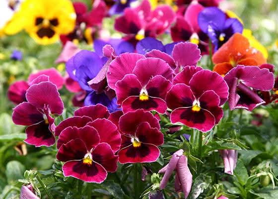 क्यूं न ज़िंदगी के कैनवास में कुछ रंग भरे जाएं 
चलो आज टाइम लाईन को रंगीन बनाते हैं... 
#तुकबंदी

Good morning, friends 🌻
Share your colorful photos

Happy Saturday and have a great weekend ahead... 😊

#theme_pic_India_flowers #nature #theme_pic_India_colours #FlowersOnSaturday