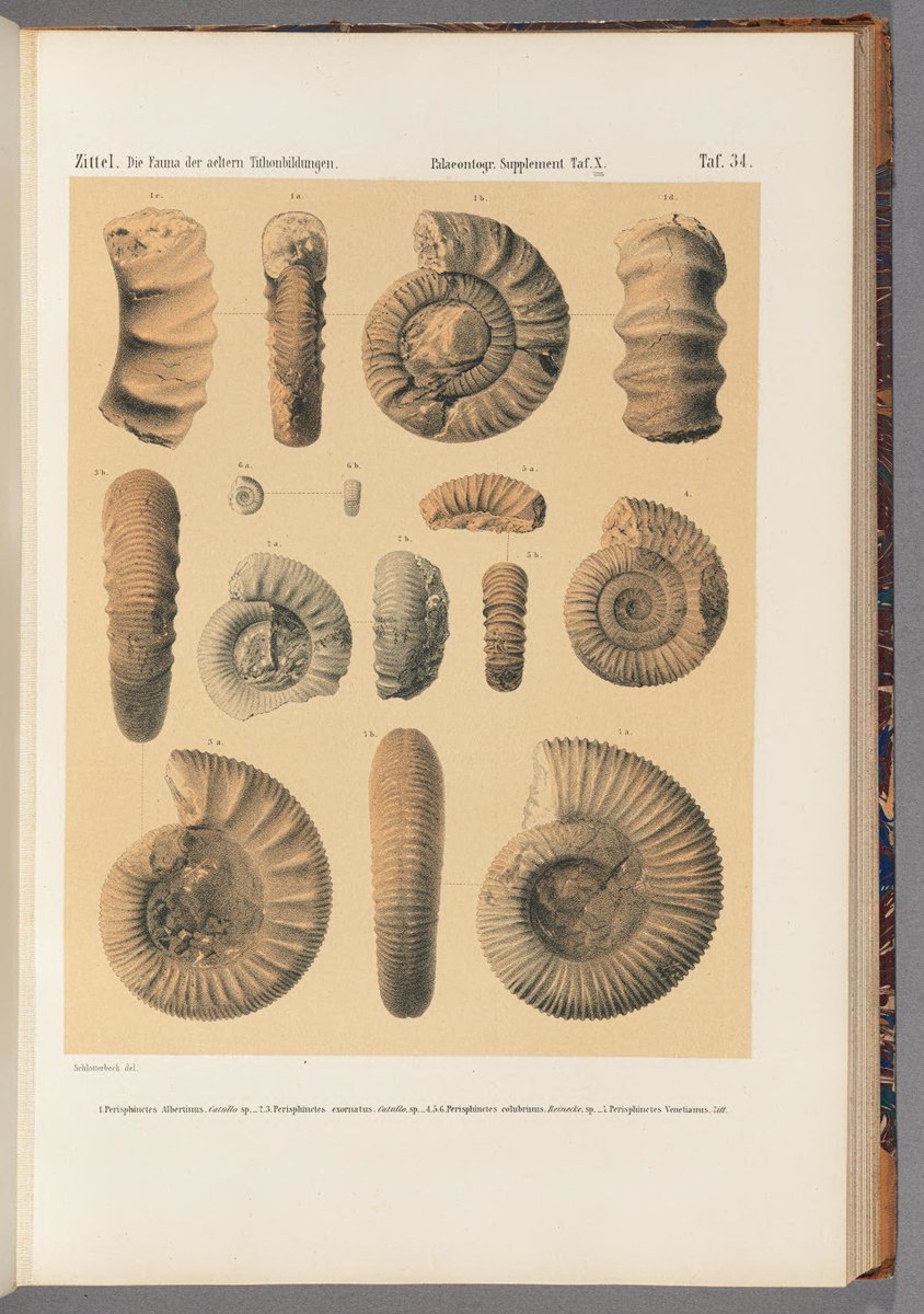 CRCpaleos's tweet photo. PALEOILUSTRACIONES
Perisphinctes
📚 Palaeontographica, Cassel, Theodor Fischer, 1862
#Jurásico #Moluscos #Amonites #IlustraCiencia https://t.co/ICyq0hzQMb