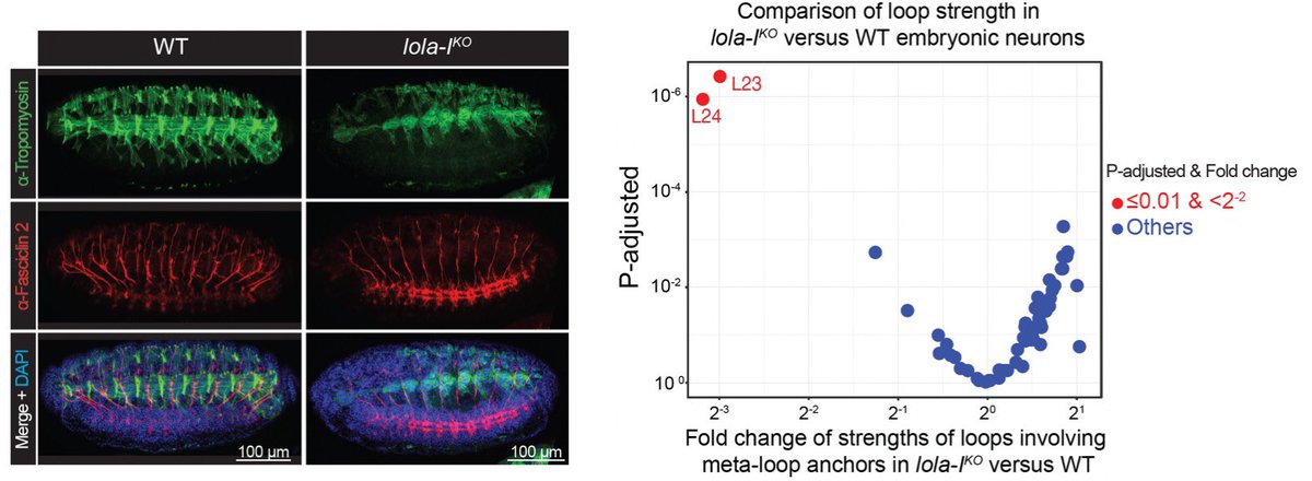 Sahar__hani's tweet photo. Lola-I was, however, only required to form 1 meta-domain. This highlights a dichotomy between factors like Lola-I, which may control neuronal fate largely independently of inter-TAD interactions, &amp; structural proteins like Cp190, which may enable ultra-long range gene regulation https://t.co/830v5tXnSu