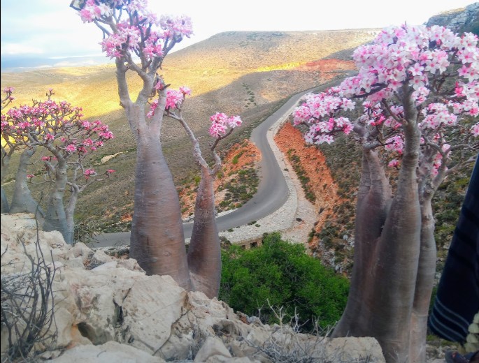 اللهم إنا نسألك صباحاً
يملأ الأجساد عافية ، والروح فرحاً
اللهم أرحنا من هموم الدنيا وأرزقنا
التوفيق في جميع أمورنا..

#صباح_الورد