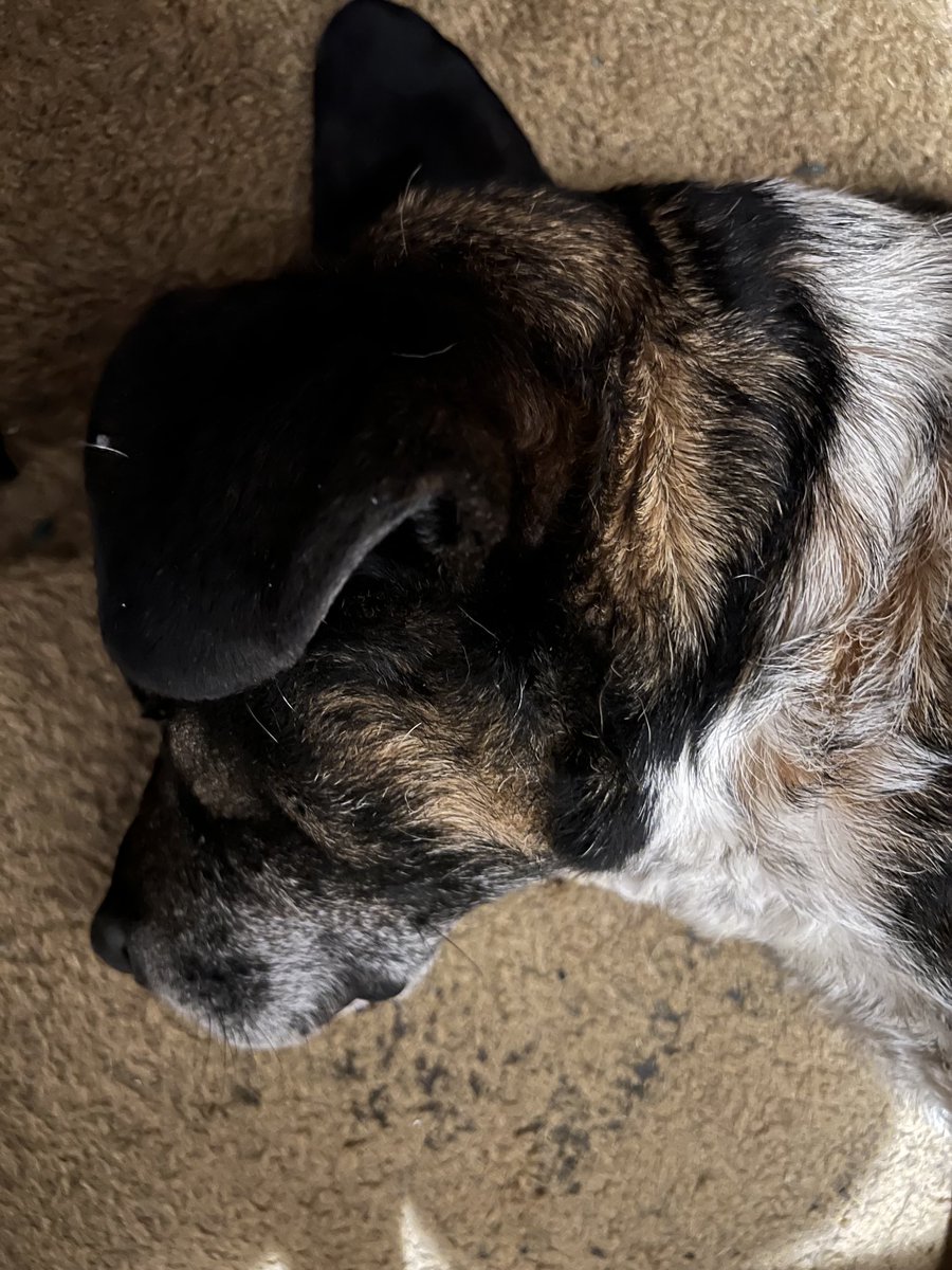 marc_vasicek's tweet image. Even Asta helped with the Debian WSL installation #DebianLinux