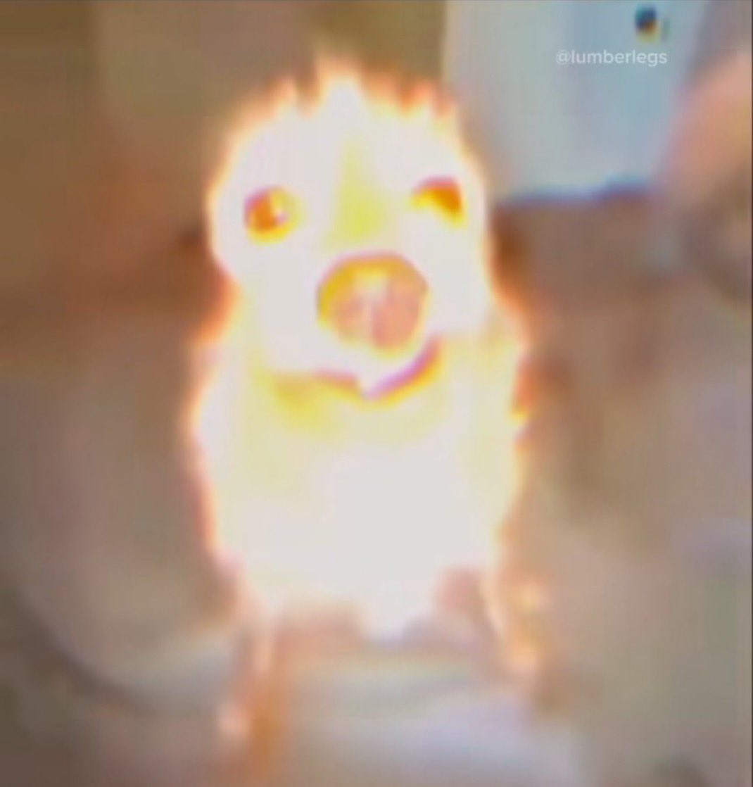 the hog inside me is awakening.