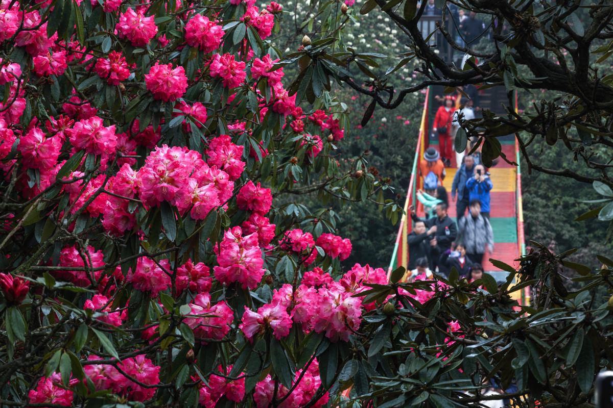 ChineseEmbinUS's tweet photo. 🌹Azaleas bloom in #Guizhou's #Baili Azalea Nature Reserve, drawing crowds since its March 22 opening. The scenic area has recorded 967,200 visits so far, with 212,800 visitors on April 12-13 alone. #chinatravel #240hourvisafree @iloveguizhou @UpGuizhou @DiscoverGuizhou https://t.co/NPVjWekoBK