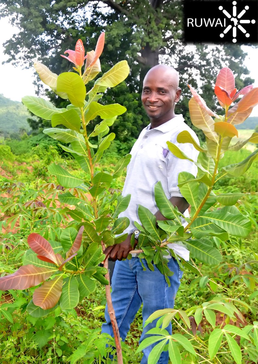 RURAL WATCH AFRICA INITIATIVE (RUWAI) tweet media