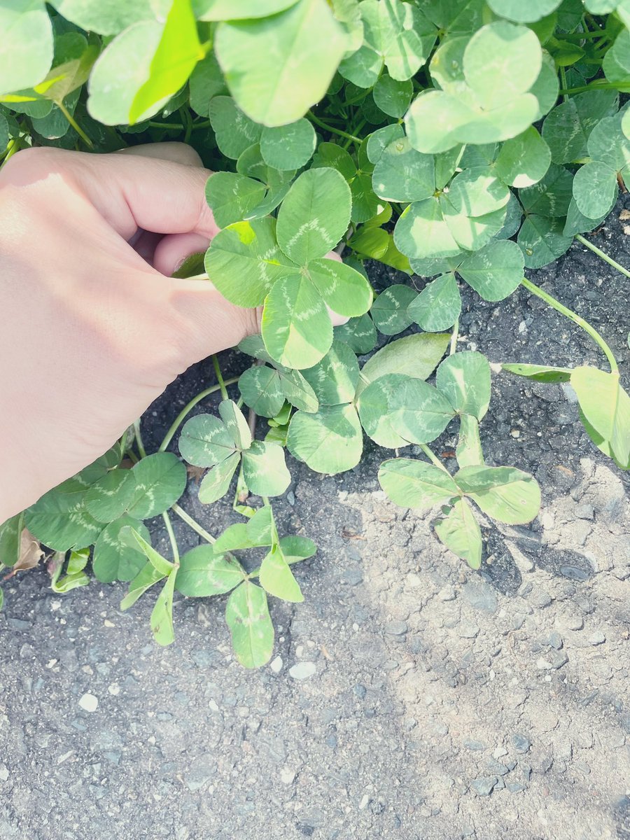 四葉見つけて写真撮ってたら下から犬のクソが出てきて、小さな幸せからの大きな絶望 