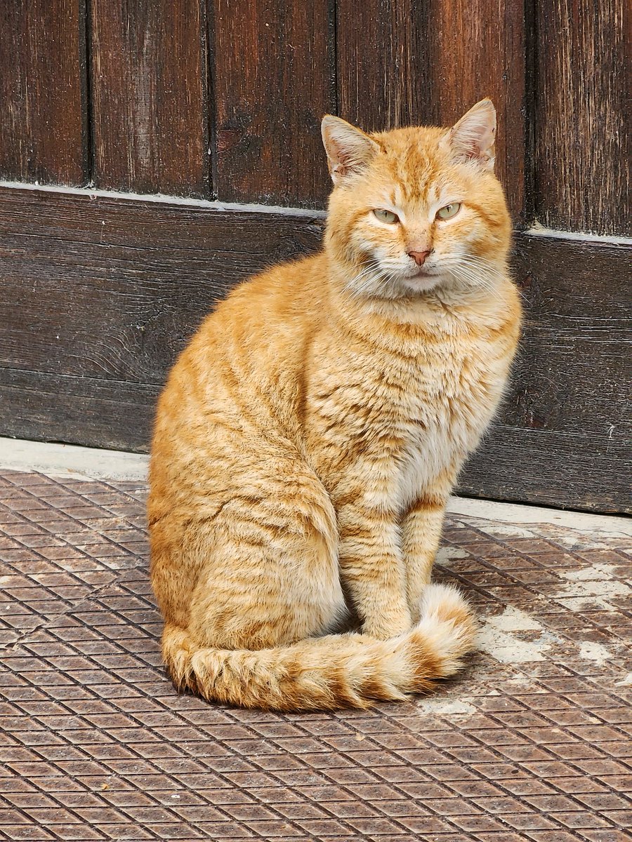 vitosbandos's tweet image. My Orange) #HitPaw #HitPawCatTax @HitPawofficial