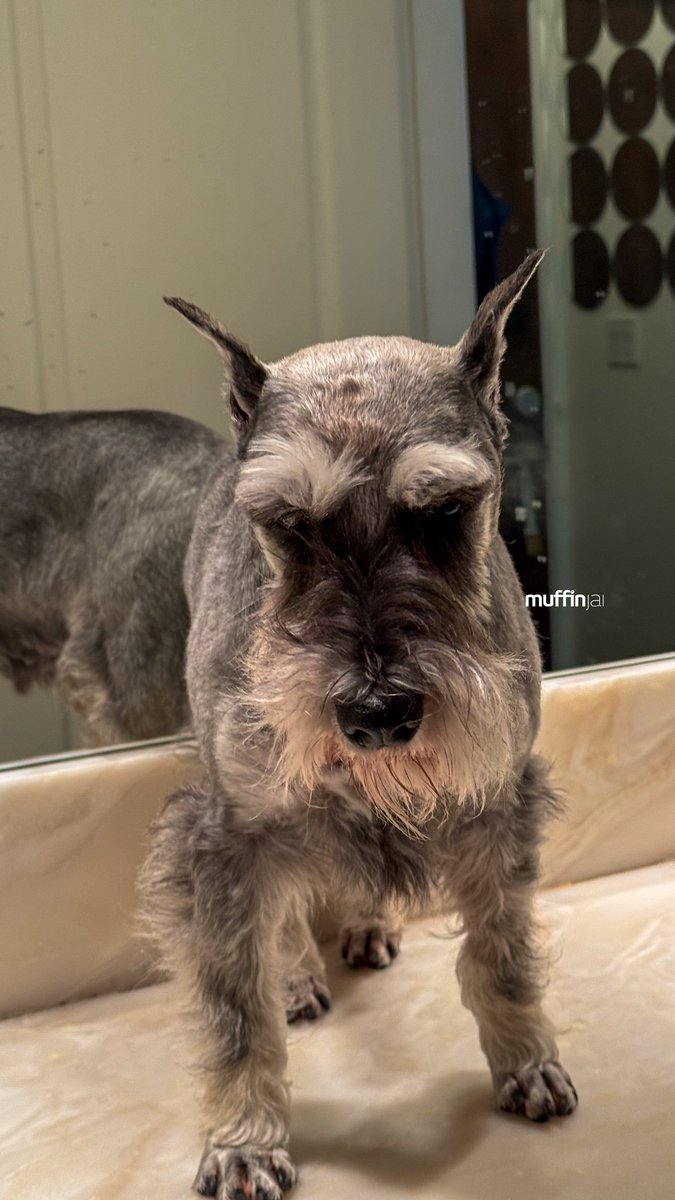 muffinjai's tweet photo. Muffin reporting for beard-cleaning duty! 💈 Yep, it’s that glorious time again where I, the majestic Miniature Schnauzer, ascend my porcelain throne (aka the guest bathroom counter) for my royal spa treatment.

#MiniatureSchnauzerLife #DogSpaDay #PamperedPup #BestDadEver https://t.co/hkEETrAIeB