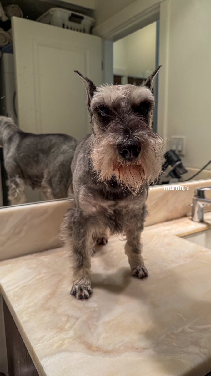 muffinjai's tweet photo. Muffin reporting for beard-cleaning duty! 💈 Yep, it’s that glorious time again where I, the majestic Miniature Schnauzer, ascend my porcelain throne (aka the guest bathroom counter) for my royal spa treatment.

#MiniatureSchnauzerLife #DogSpaDay #PamperedPup #BestDadEver https://t.co/hkEETrAIeB