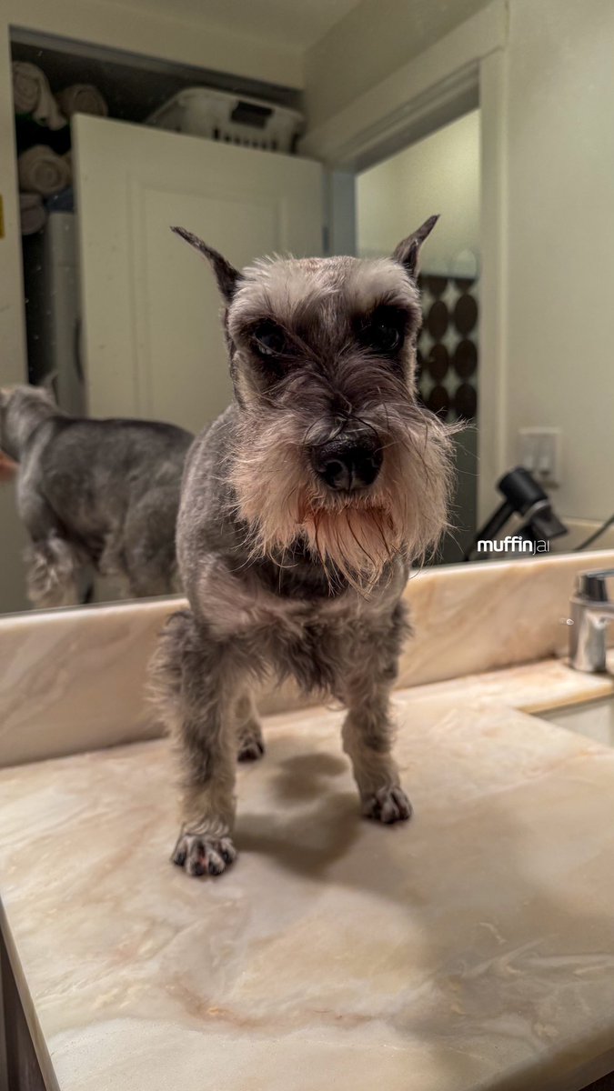 muffinjai's tweet photo. Muffin reporting for beard-cleaning duty! 💈 Yep, it’s that glorious time again where I, the majestic Miniature Schnauzer, ascend my porcelain throne (aka the guest bathroom counter) for my royal spa treatment.

#MiniatureSchnauzerLife #DogSpaDay #PamperedPup #BestDadEver https://t.co/hkEETrAIeB