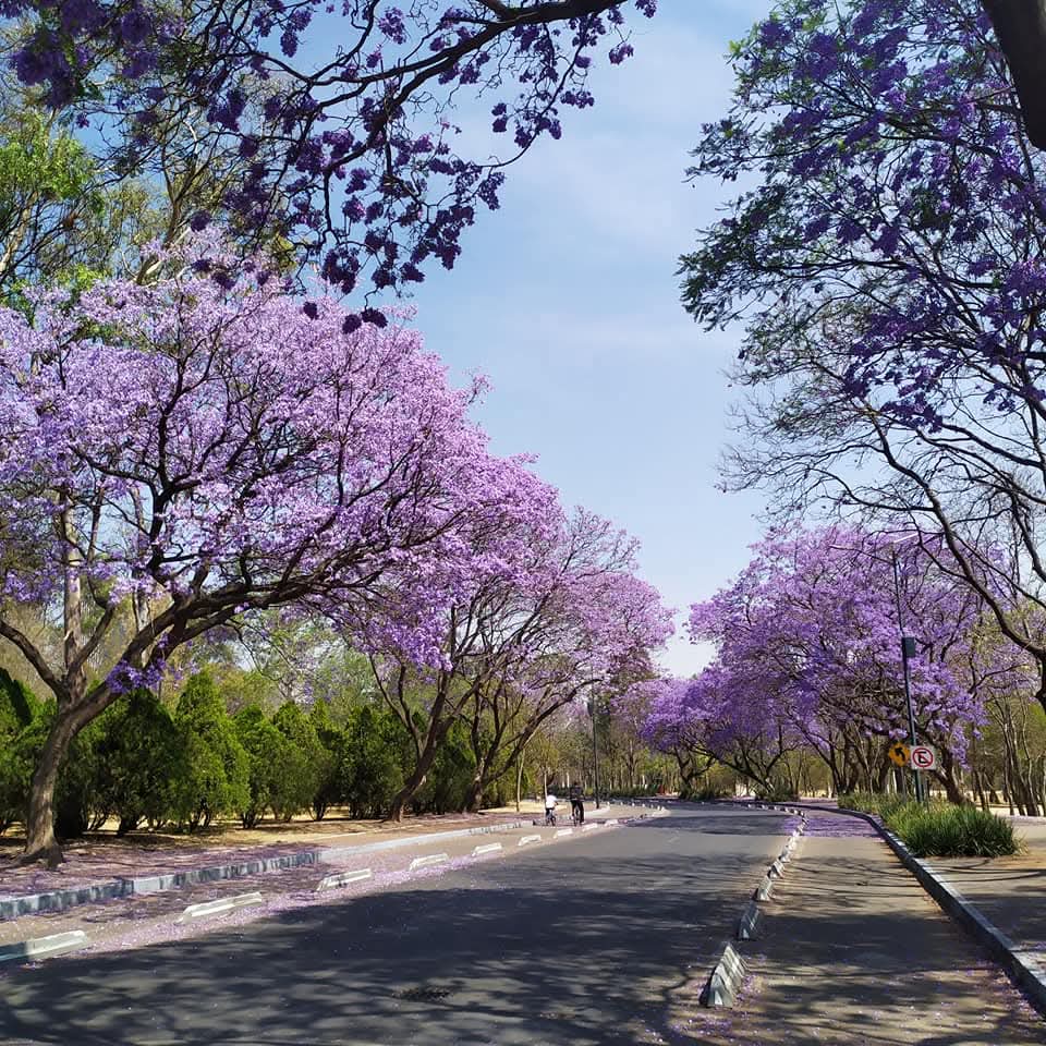 eleazarpl's tweet photo. #JacarandaAzteca @RicardoBSalinas @JorgeNikaidoB 
Desde la 2a Sec de Chapultepec
https://t.co/X5ChlBWSDl https://t.co/UdtYn0yC4P