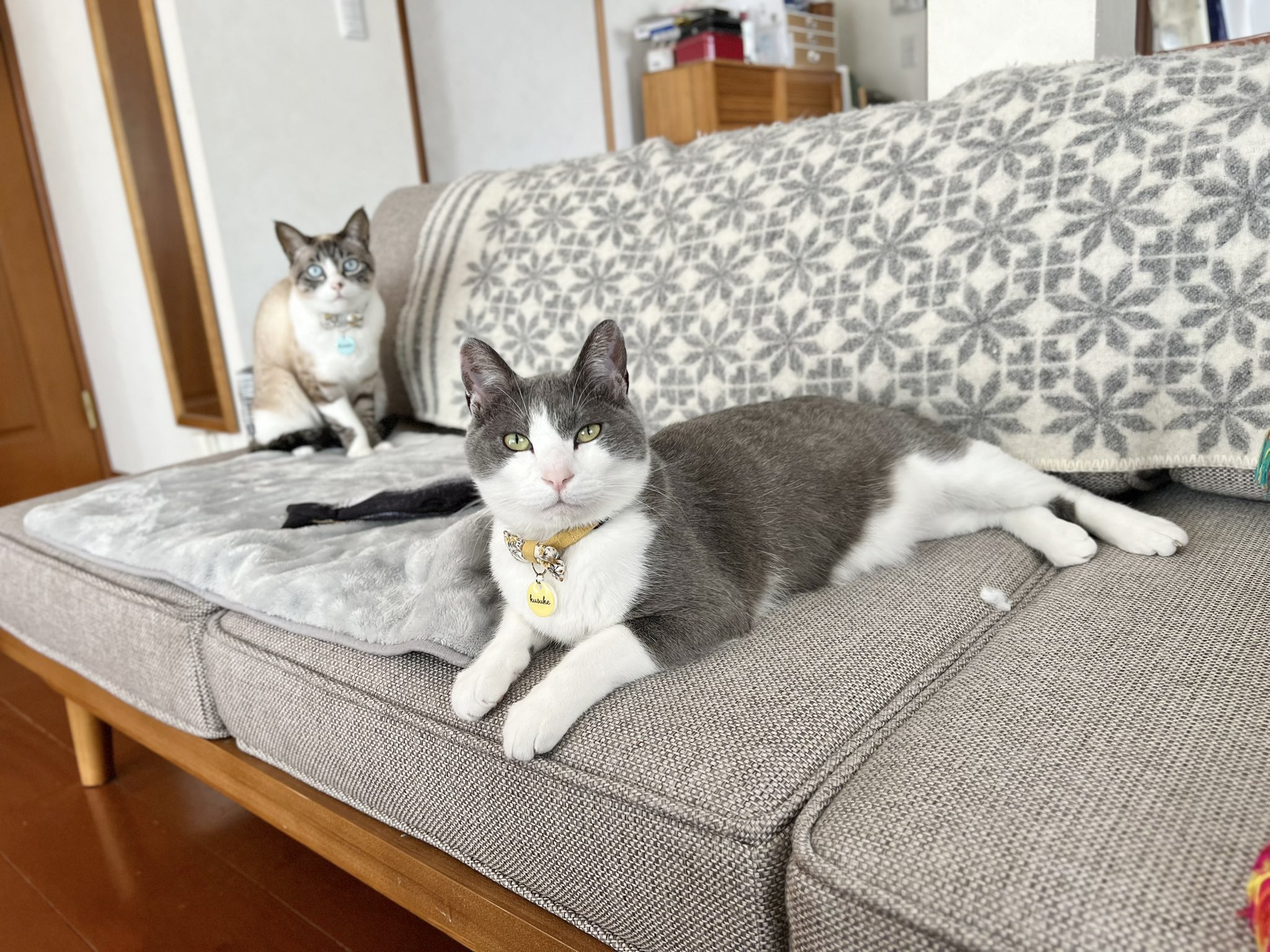 ねこねこ様おまとめ専用 17点 ふとましいねこ（グレー）【受注生産】お弁当ねこの猫部分